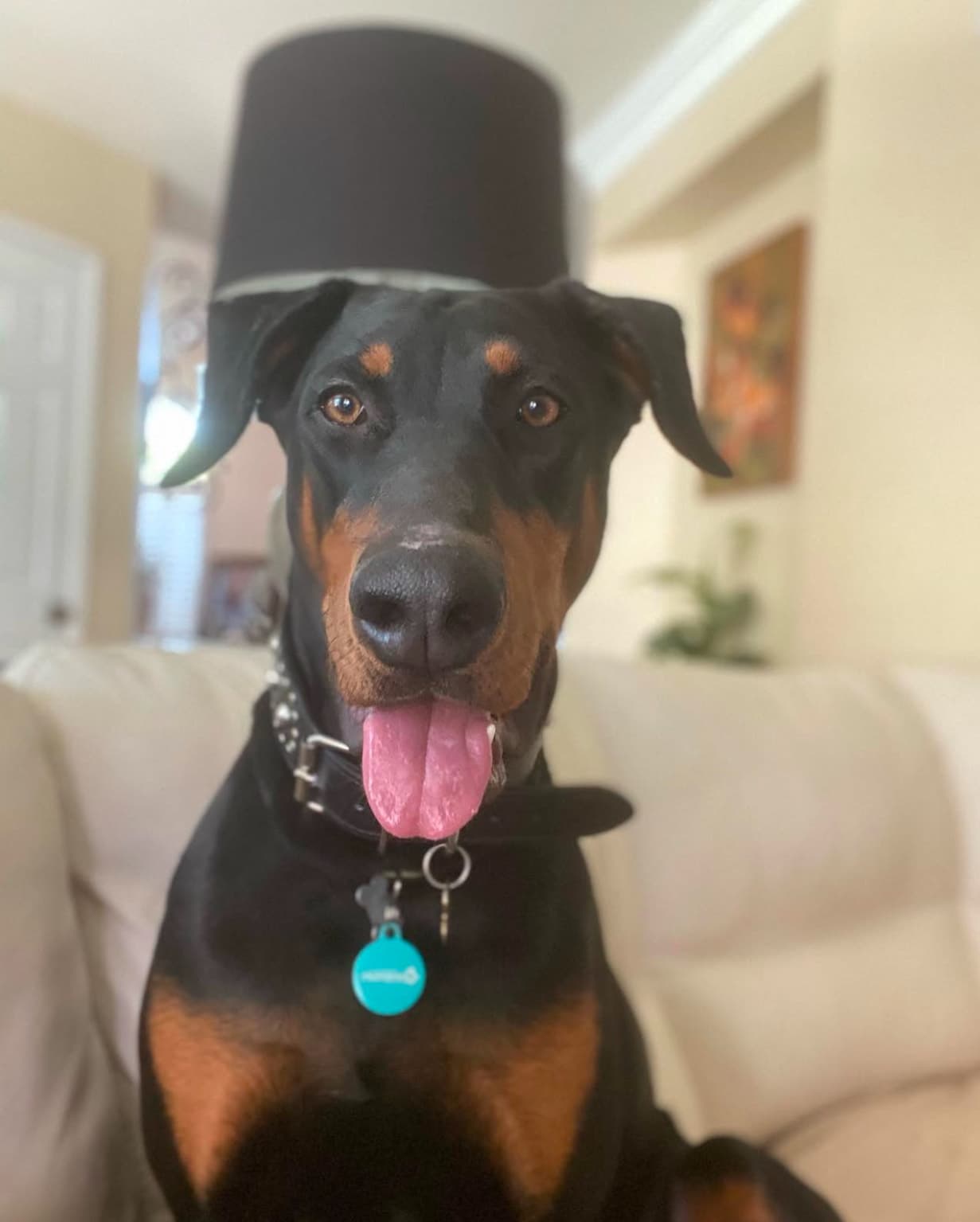 Rescue dog Arya