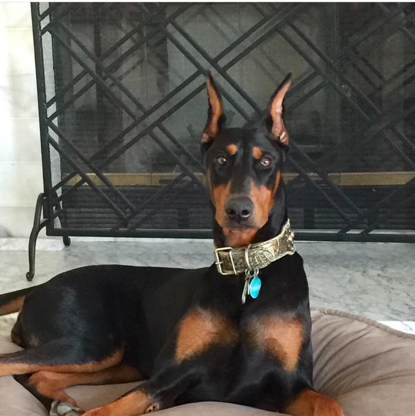 Bella the dog