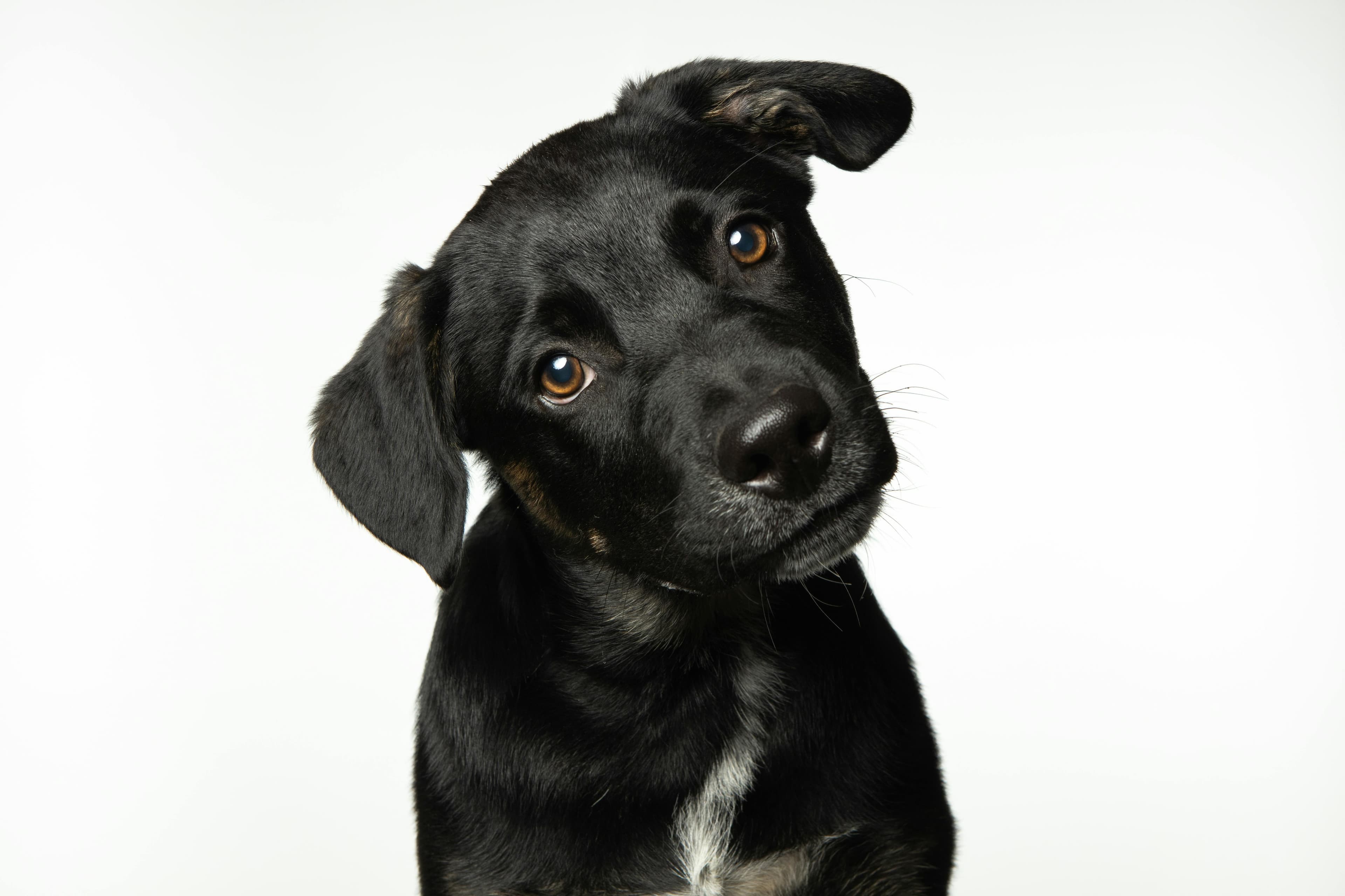 Dogs and cats looking for homes