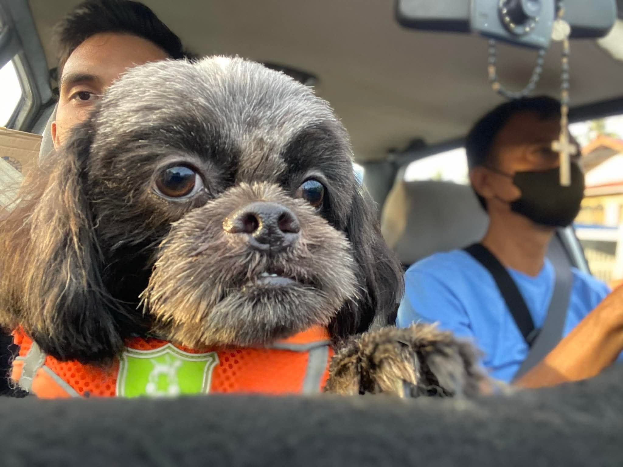 Foster a Pet