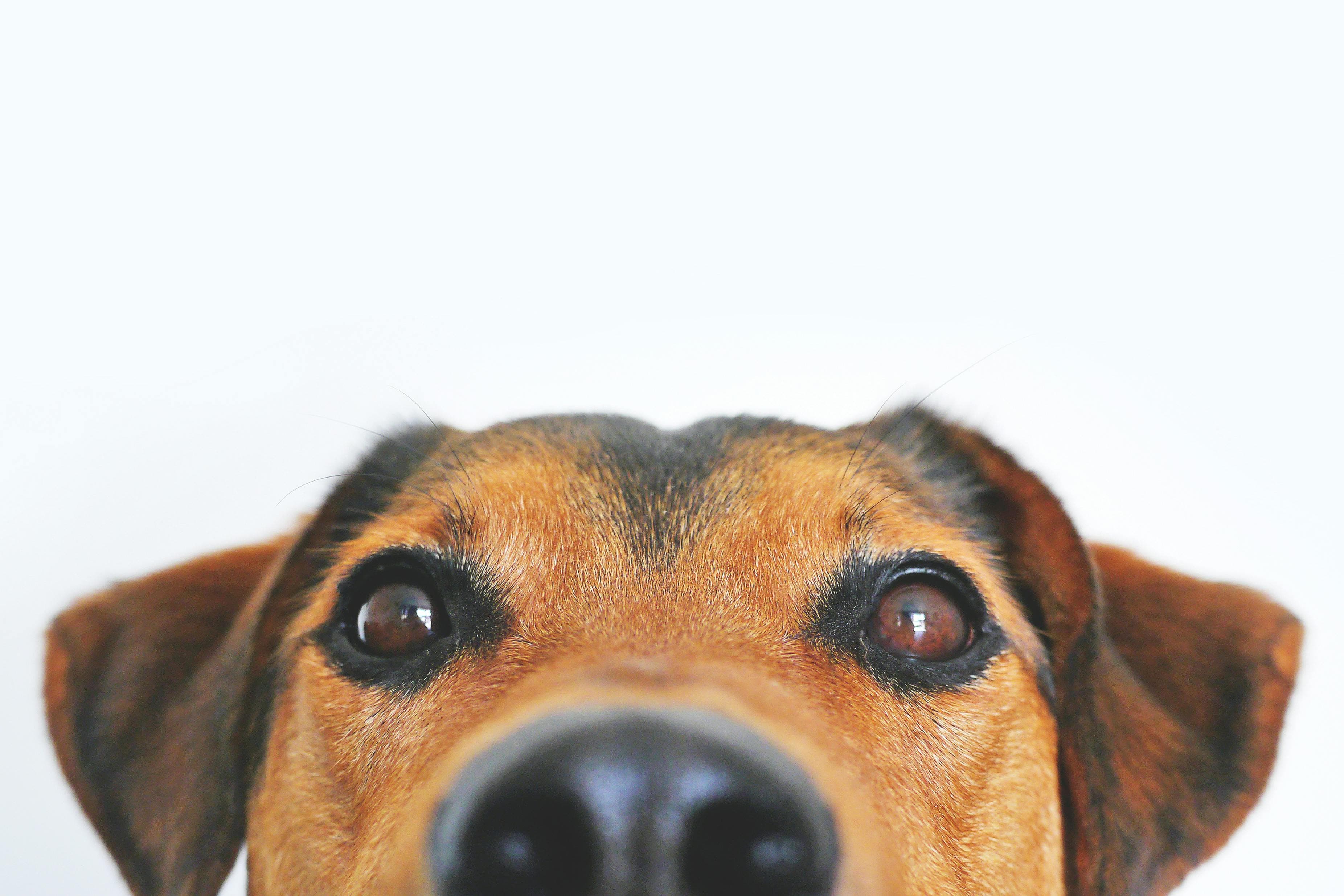 Dog parent masthead