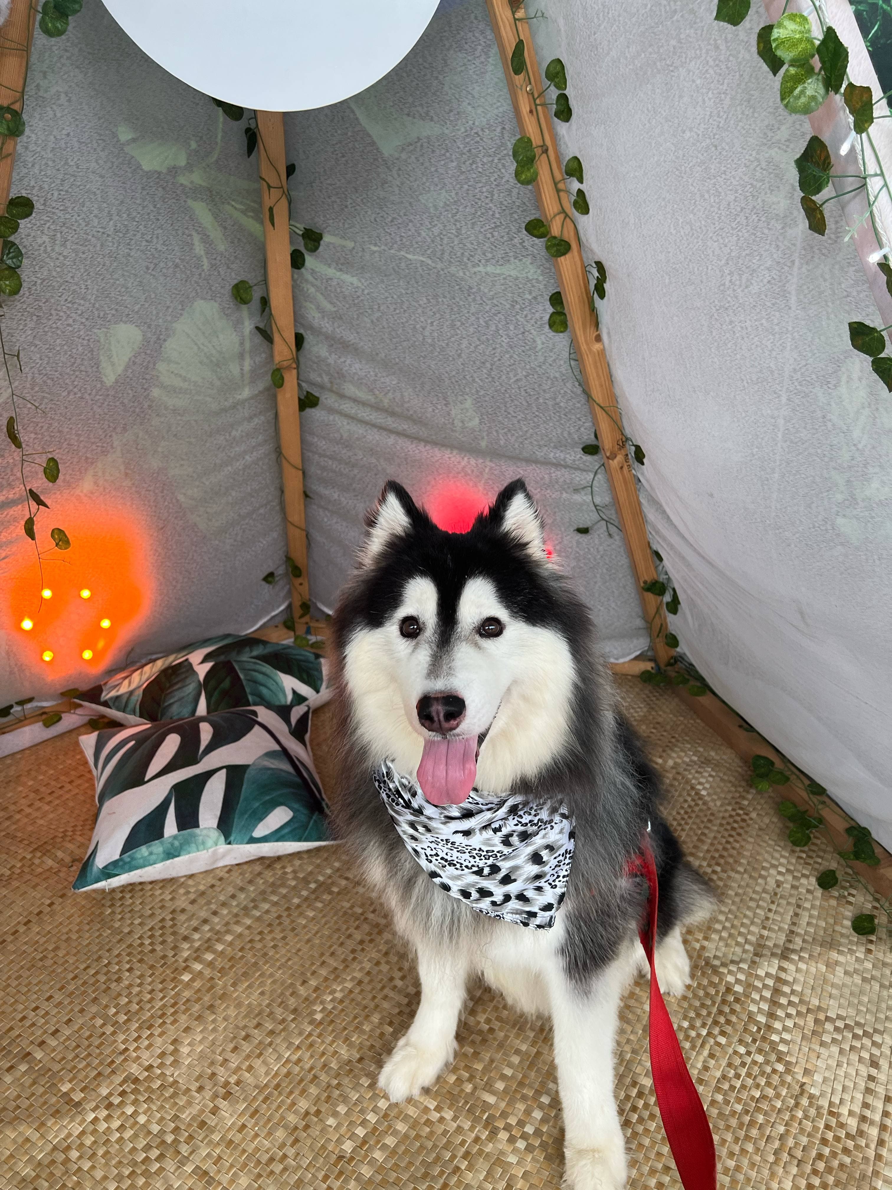 Dog Licensing