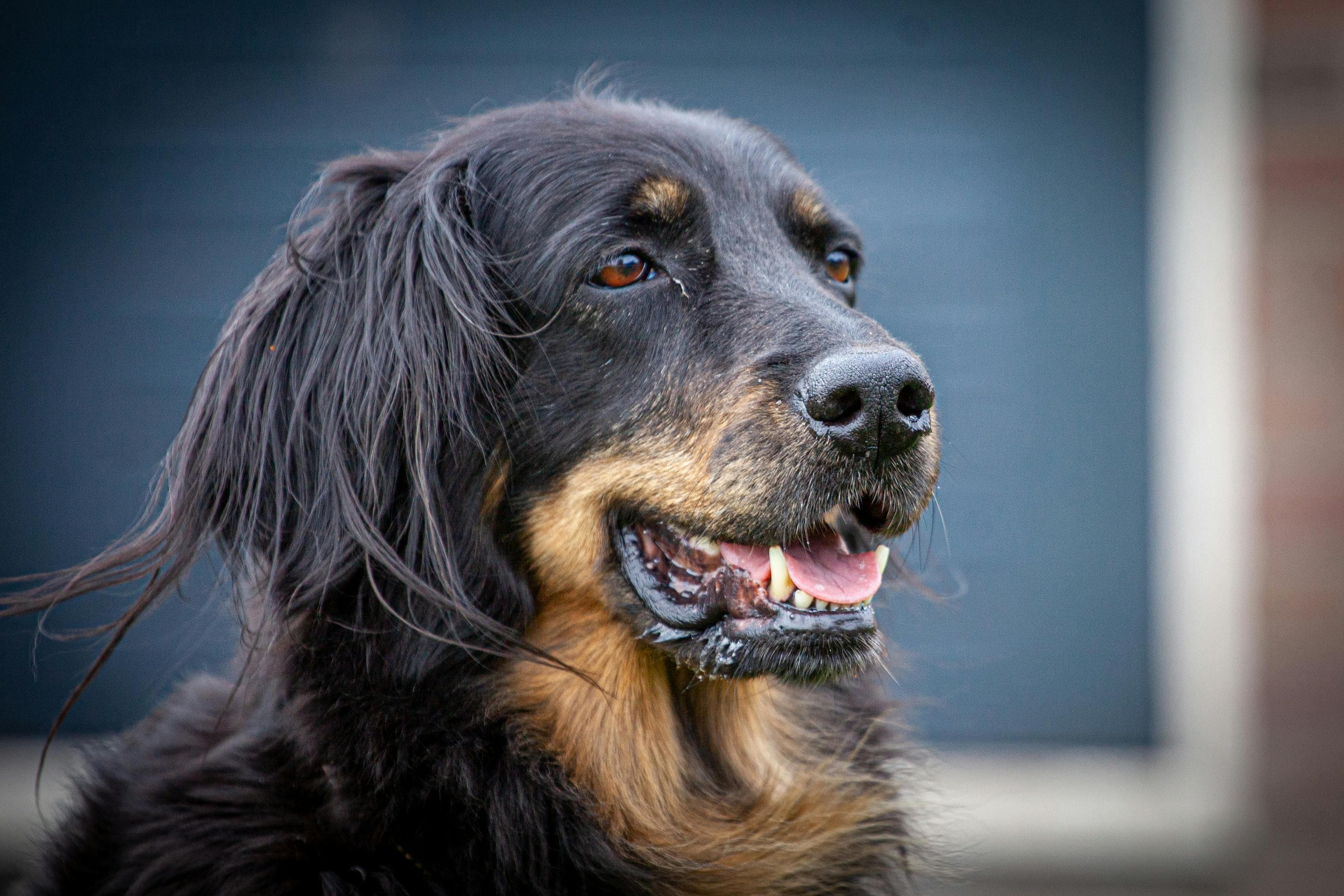 After Care and Pet Loss Support