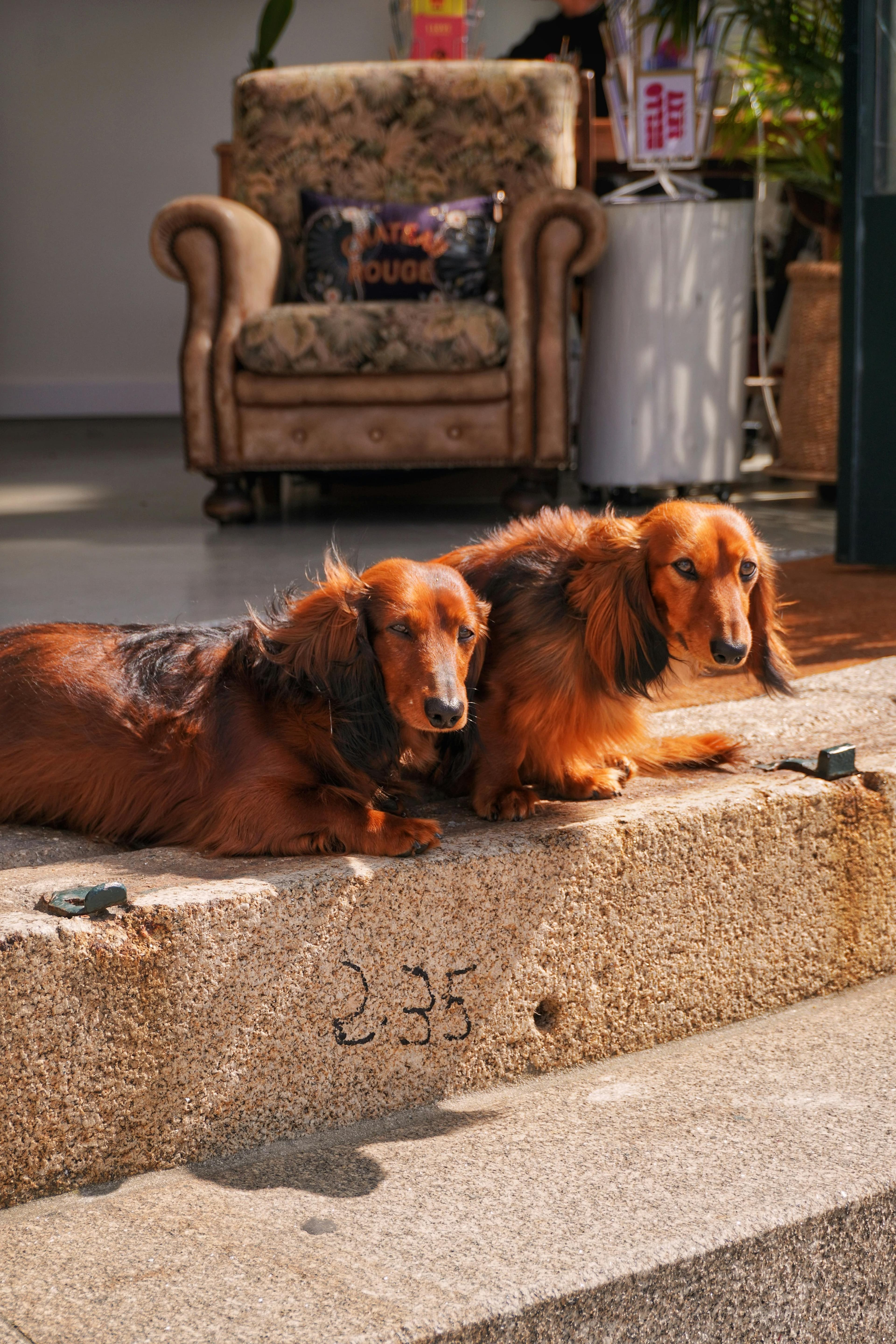 Give Up a Pet (Rehome)