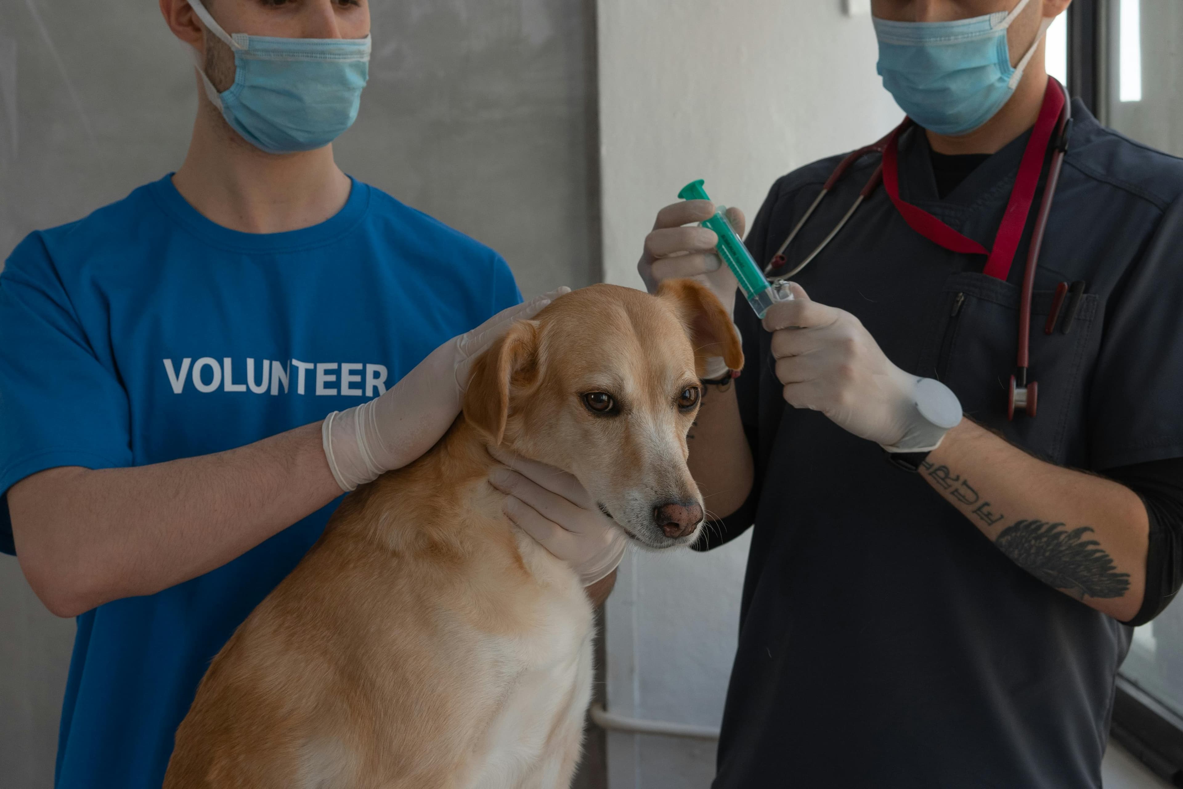 Vaccinations and Microchipping